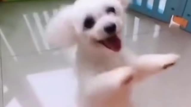 funny and cute dog and cat , funny pets try not to lough