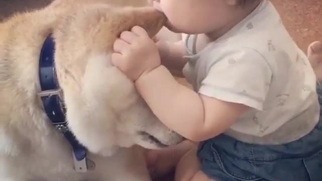 Why is my baby biting a puppy's ear Are they cute😂