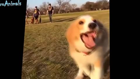 FUN WITH ANIMALS (funny dogs)