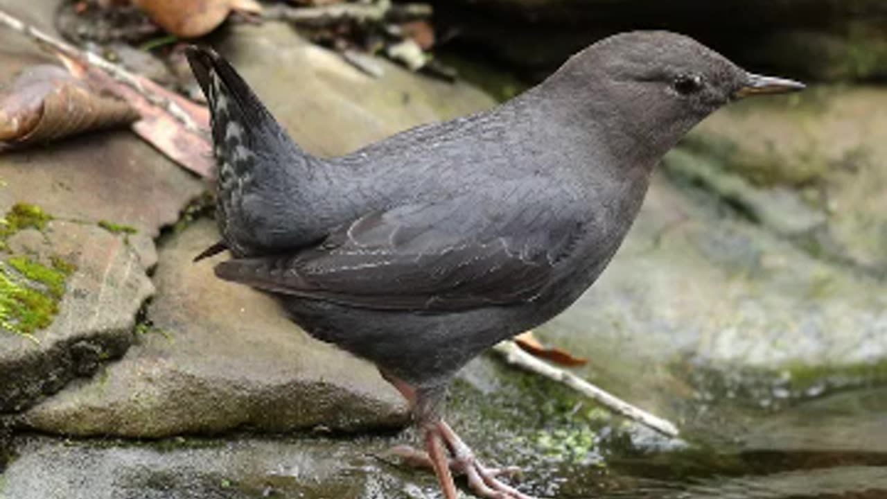 THE DIPPER IS A BIRD THAT CAN WALK ALONG THE BOTTOM OF MOUNTAIN RIVERS & IT’S CHICKS ARE ABLE TO WALK ON WATER FROM BIRTH