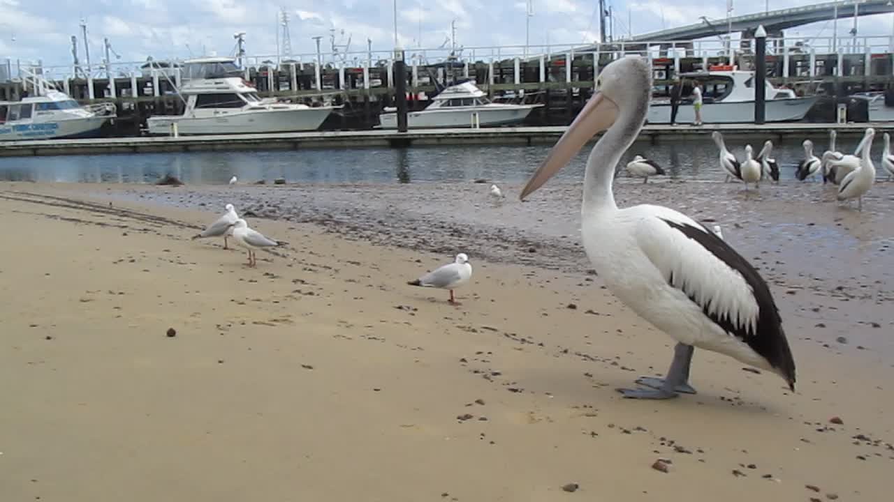 A sad, hungry pelican.