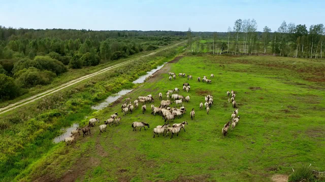 A herd of wild horses tarpan on the field. View from a copter, large group of horses in the wild