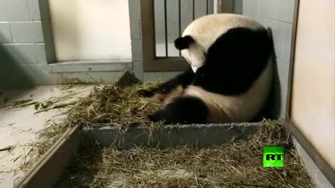 Watch the birth of a panda bear you will not believe its size