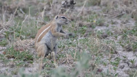 African ground squirrel eating grass