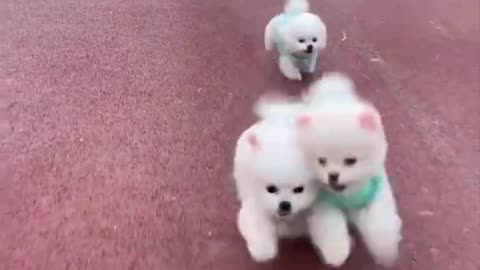 Cute and Funny Pomeranian dog Videos