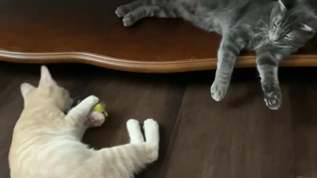 Cat playing with a mouse toy!