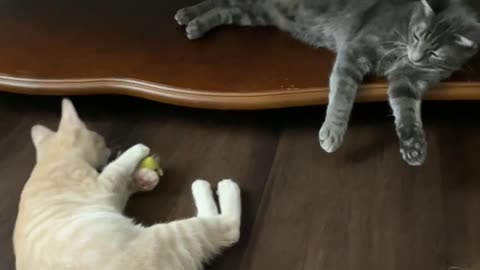 Cat playing with a mouse toy!