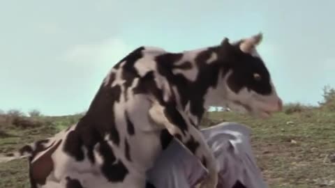 Cow kung-fu 🤣😂