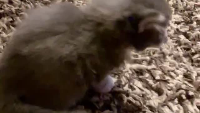 Awww Baby Bugsy 🐱...