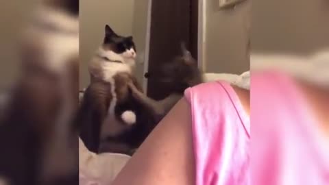Animales graciosos