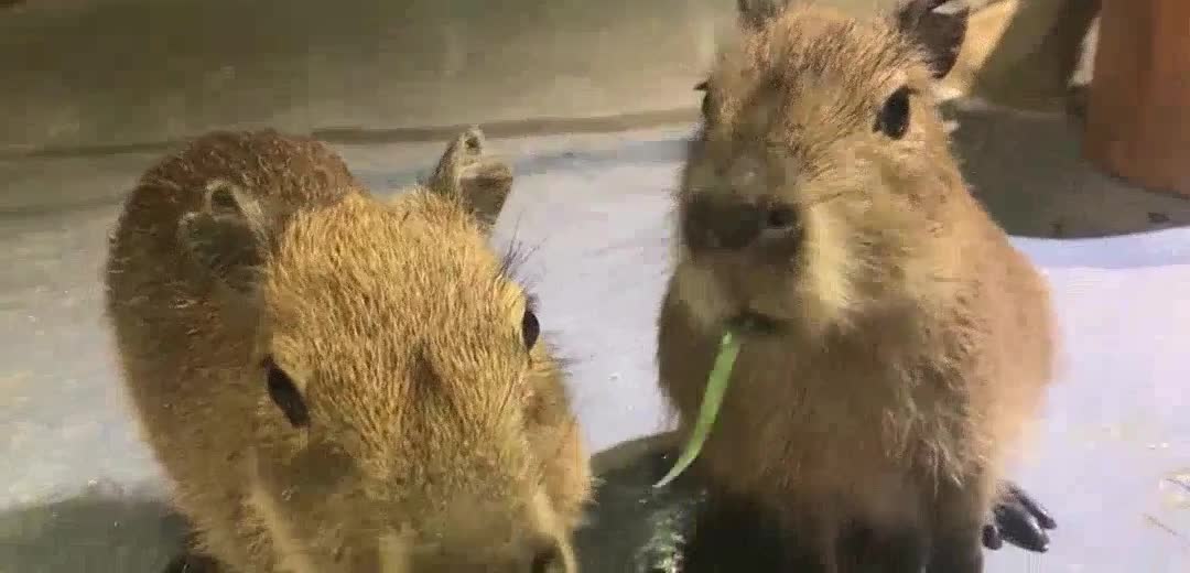 surprise! What is the scum man in the capybara! Please watch today's grapefruit headlines to answer