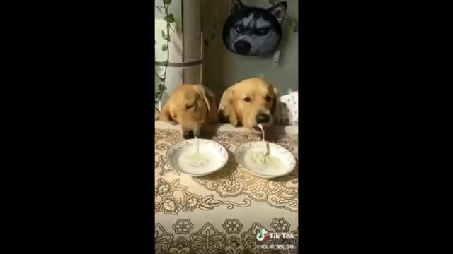 Try Not To Laugh Compilation #Best Funny dogs videos - FUNNIEST ANIMAL VIDEOS 2018 🐶🐶🐶🐶