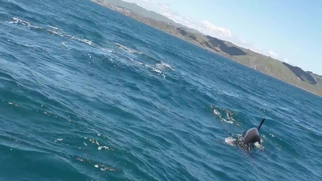 Pod of Orcas Ram Boat