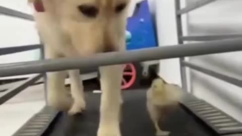 DON’T WORRY I’LL CATCH UP WITH YOU SAID NO 🐥 EVER!