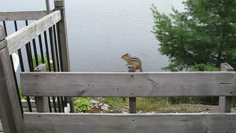 Clever chipmunk follows hazelnut trail