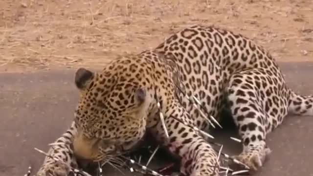 Aftermath of leopard vs porcupine