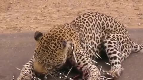 Aftermath of leopard vs porcupine