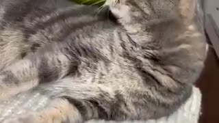 Cute cat lays there while a bird dances on its head