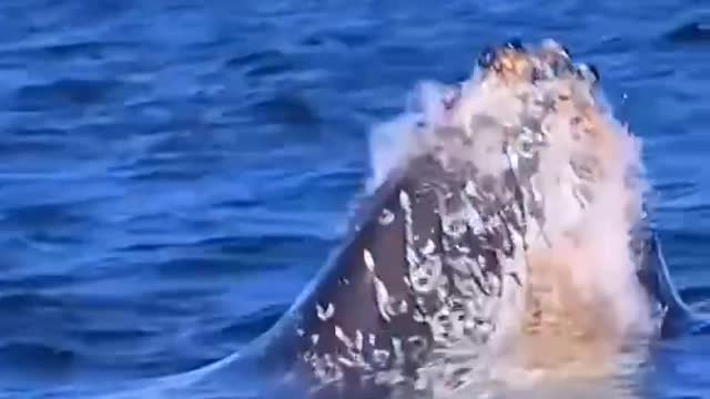 A group of whales in the sea