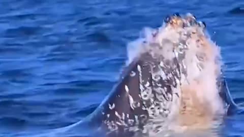 A group of whales in the sea