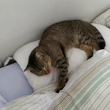 o gato dormindo na cama