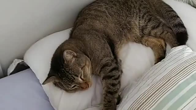 o gato dormindo na cama