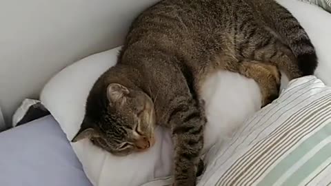 o gato dormindo na cama