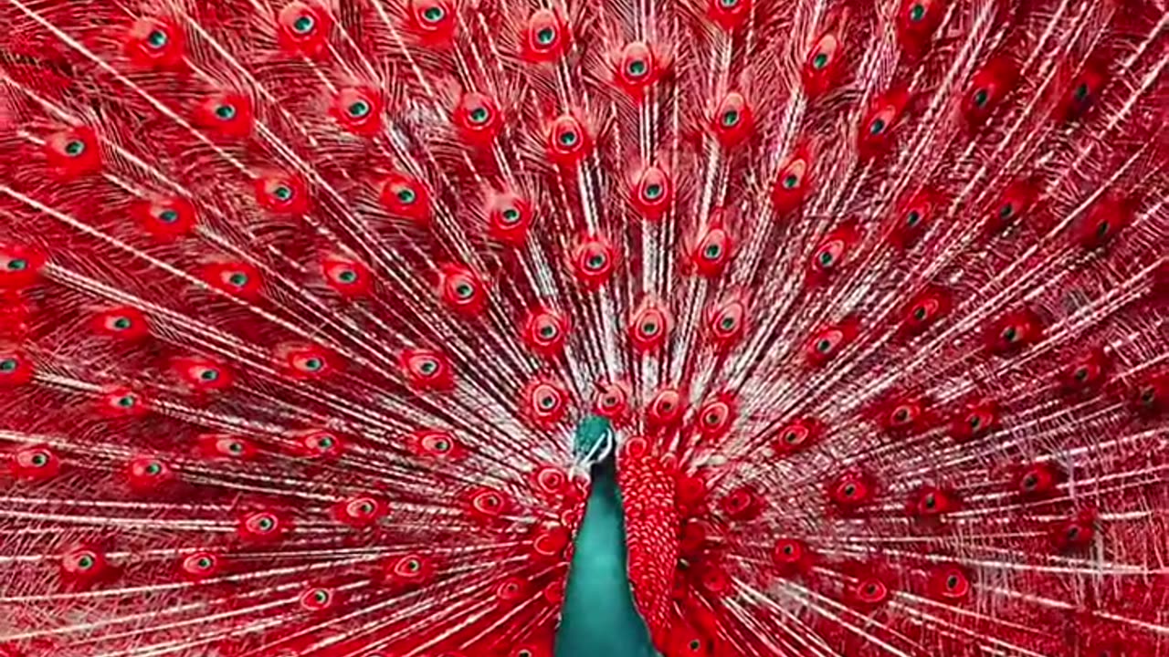 Peacock dance 🩰