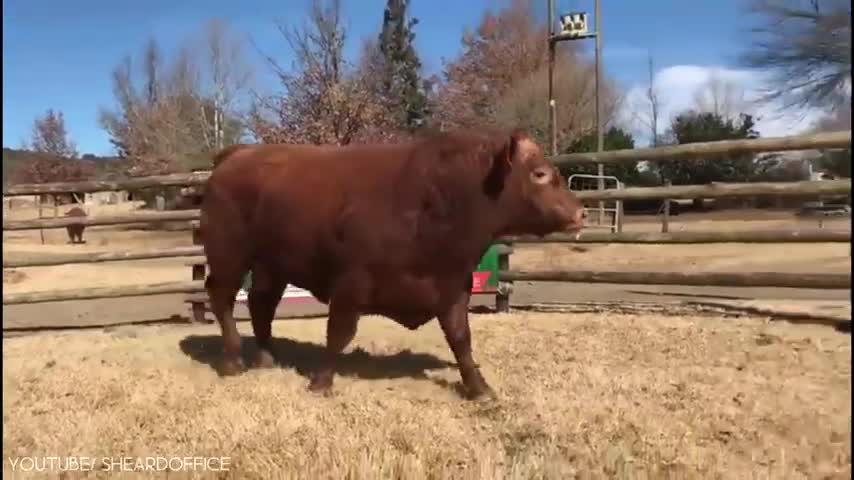 10 Biggest Bulls in the World