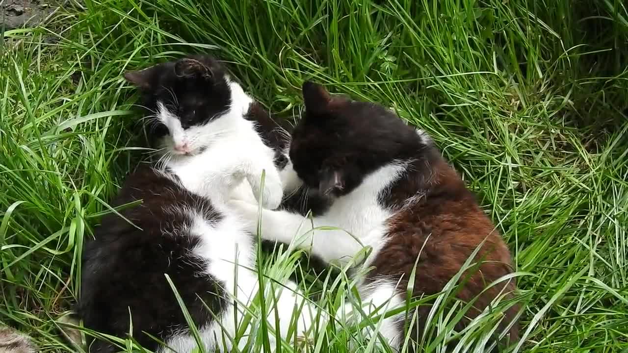 Funniest Dogs And Cats Videos 🐶😻 - Best Funny Animal Videos Of The 2022