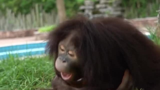 The orangutan fell in love with the water cup