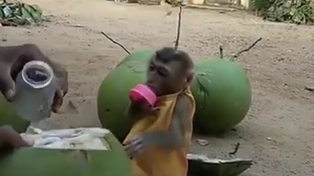 Monkey like kingcoconut