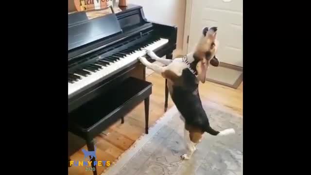 FUNNY DOG SINGING