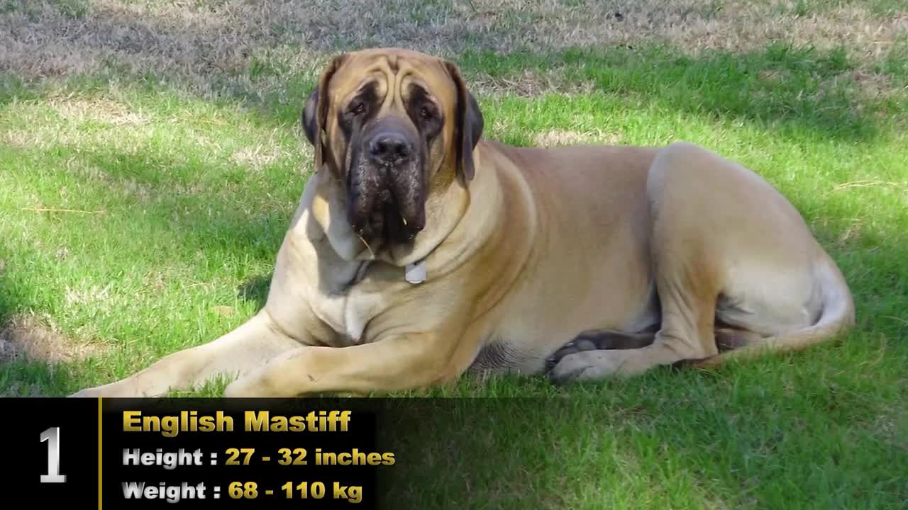 10 LARGEST DOG BREEDS IN THE WORLD