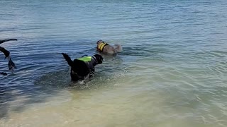 Salty dogs at coon key 2