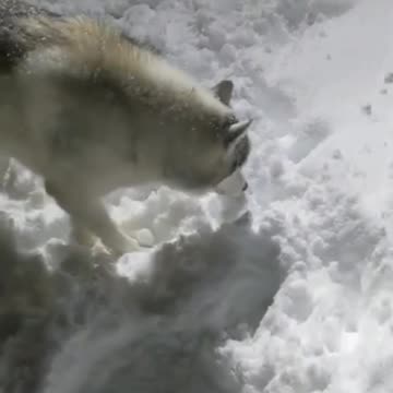 Husky playing in snow