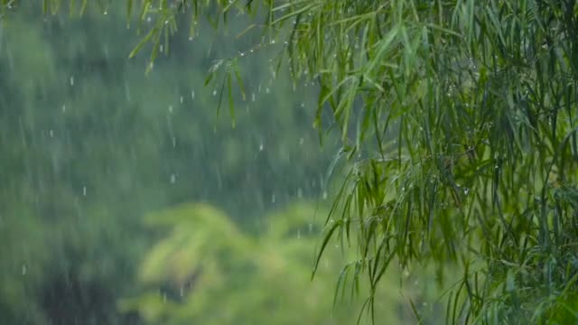 Relaxing Piano Music, Stress Relief, Meditation, Study, Calming Music | Rain Sounds ☔️