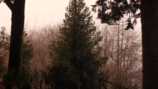 Foggy forest