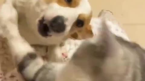 Funny Cats And Dogs Videos | Short 😂😽🐽