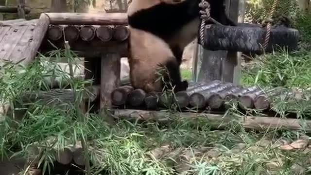 Two pandas are playing on the swing