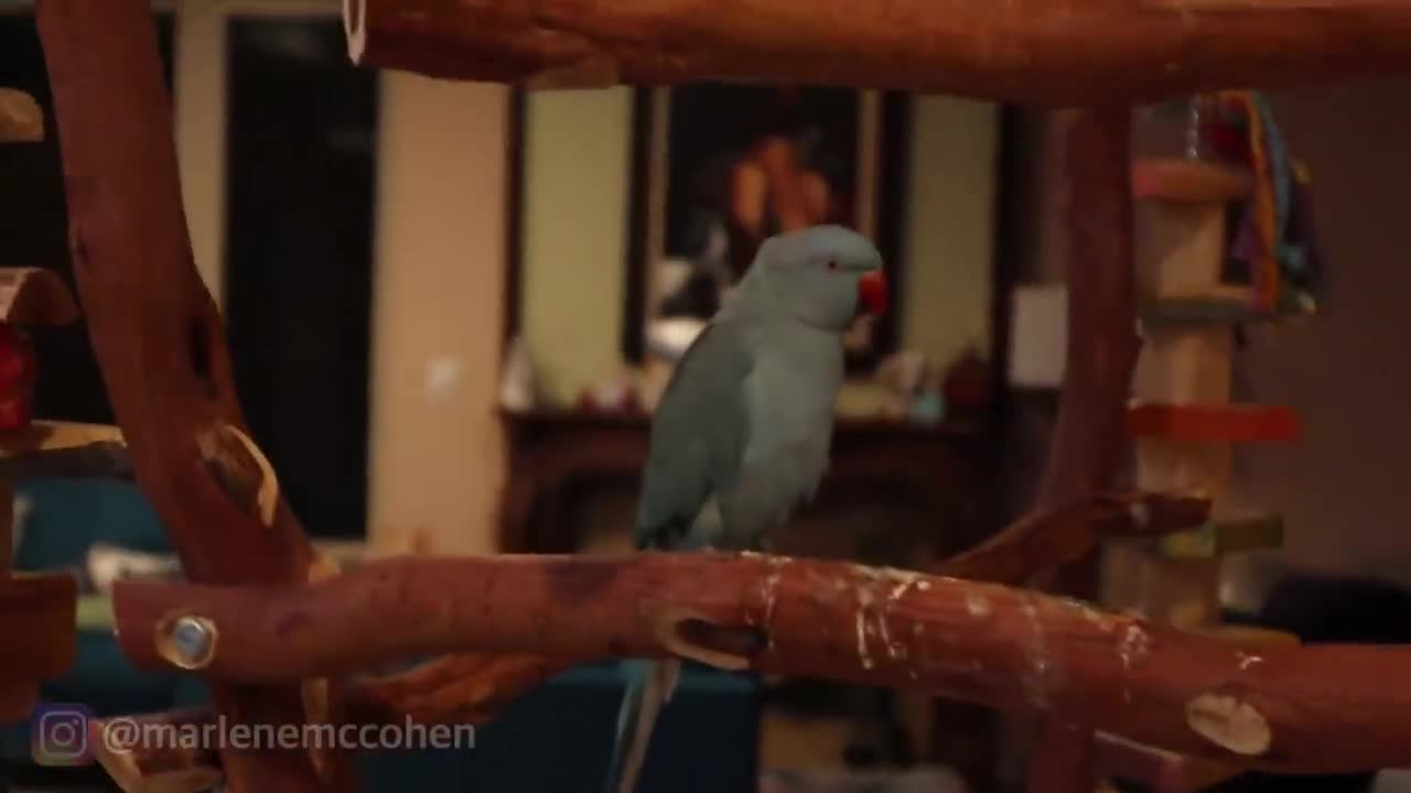 How To Tame Your Bird and Form Trust | PARROT TALK