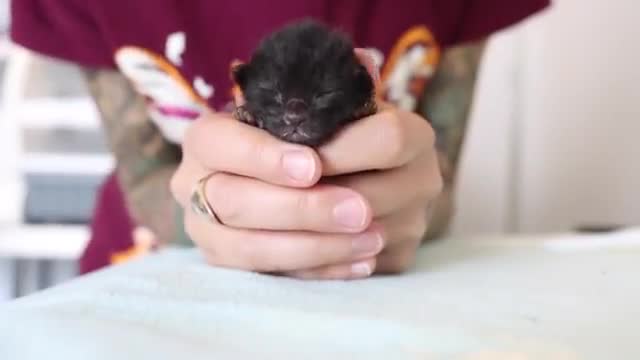 Baby Kitten ASMR Cute cat mews!