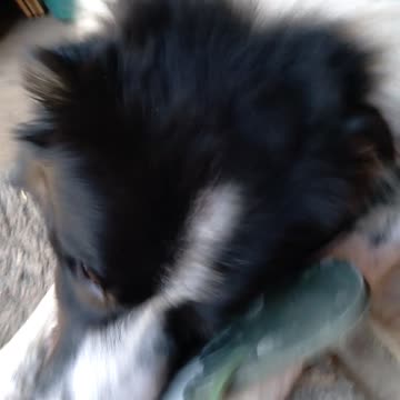 Can I get my shoe back? Guess not!