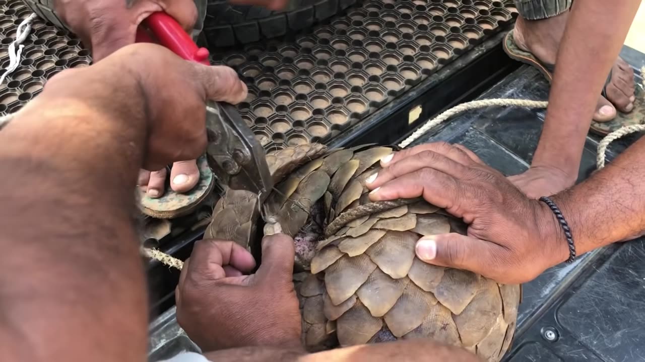 Wooow World 1st rescue pangolin