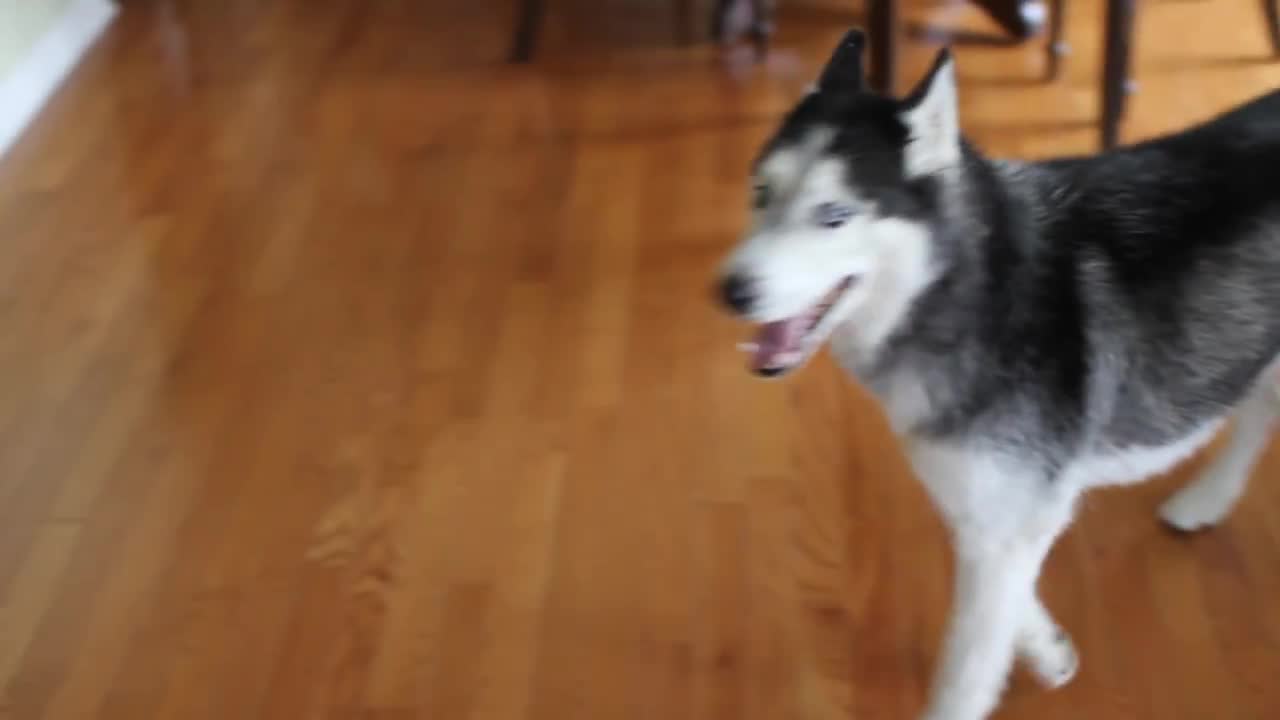 Mishka the Talking Husky wants to eat waffles