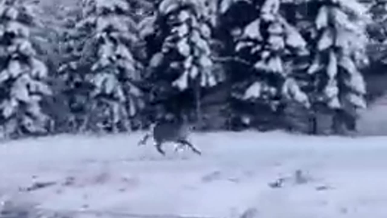 Reindeer Running: Is it About to Fly?