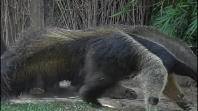 anteaters