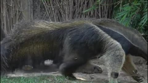 anteaters