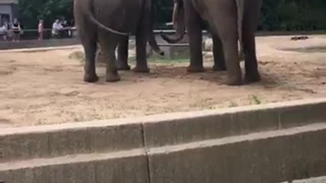 So graceful elephants