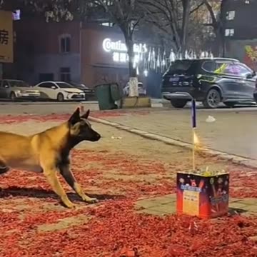 😀😀Fanny dog vedio😀😀